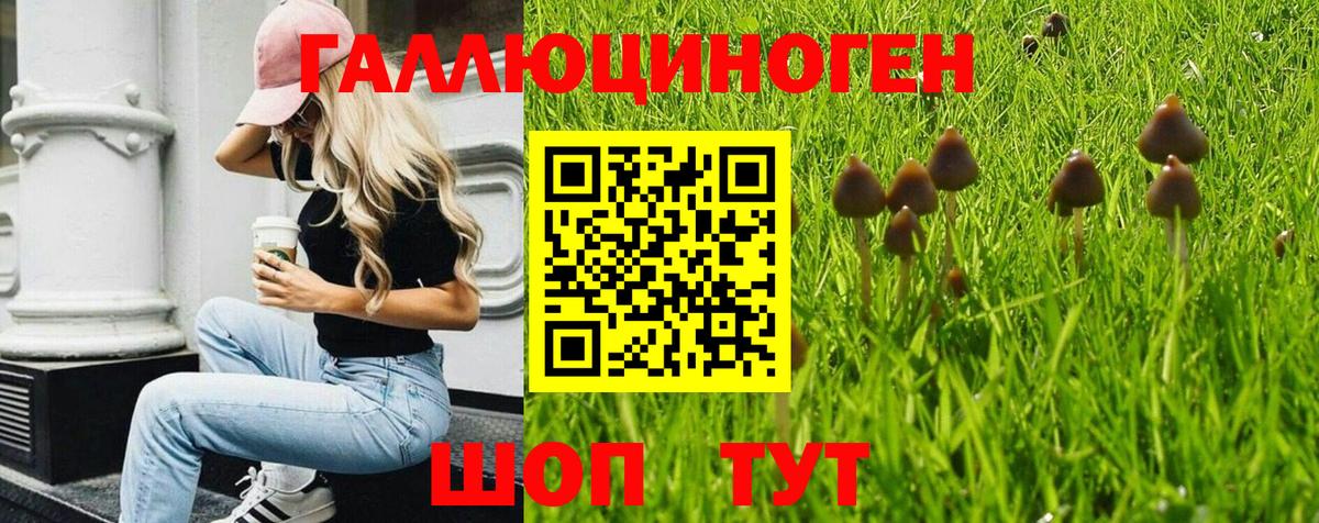 дарнет шоп  Вход с VPN  Тамбов  Псилоцибиновые грибы мухоморы 